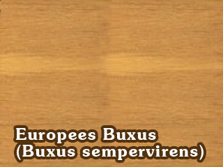 European Boxwood